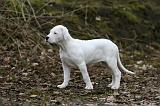 DOGUE ARGENTIN 330